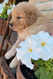 Golden retriever linea americana
