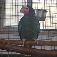 Pappagallo amazzone di cuba