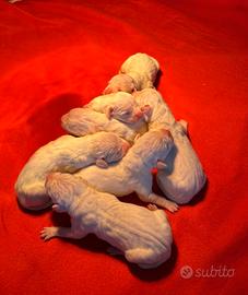 Dogo Argentino Cuccioli