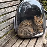 Gatto soriano