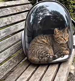 Gatto soriano