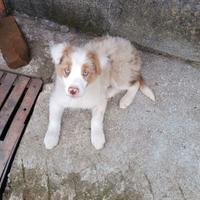 Cucciolo Red merle