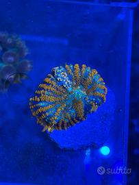 Corallo Rhodactis "superman" - corallo molle