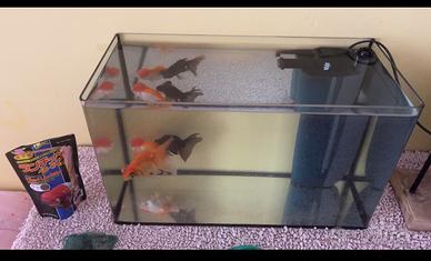 Acquario per pesci rossi - Accessori per animali In vendita a Bari