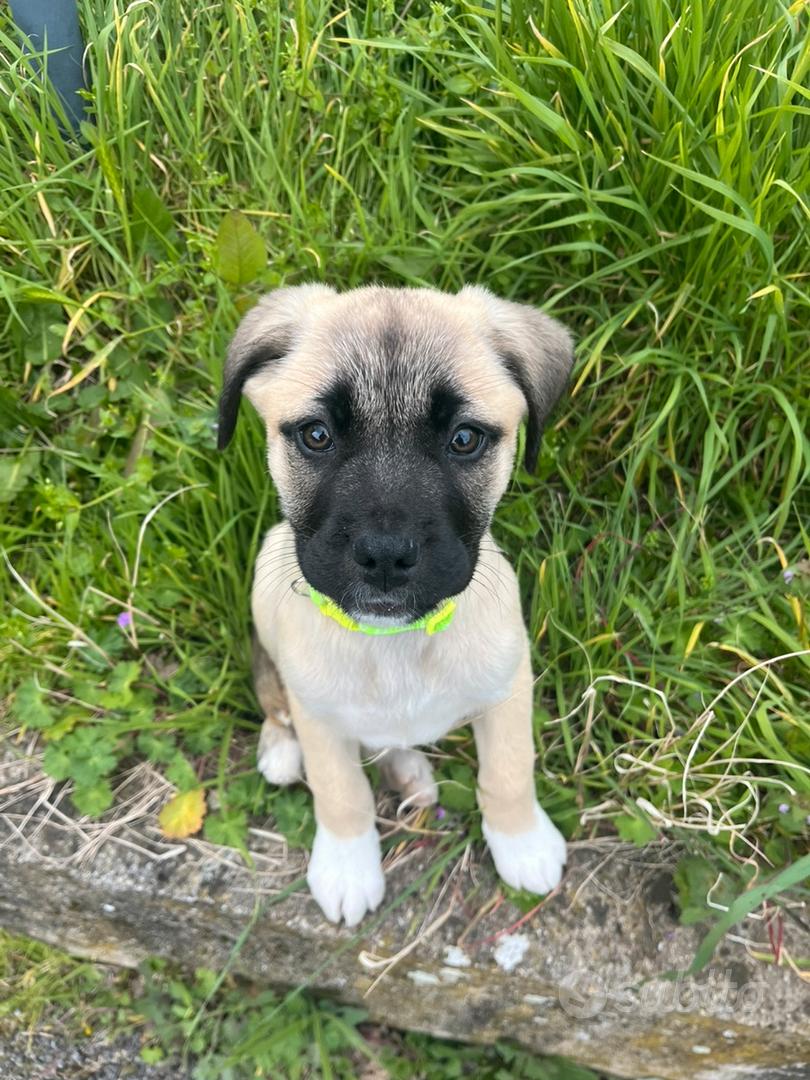 Targa Metallo "Attenzione Al Cane" – Razza Akita Inu, Dimensioni 150x100 Mm, Prodotta In Francia