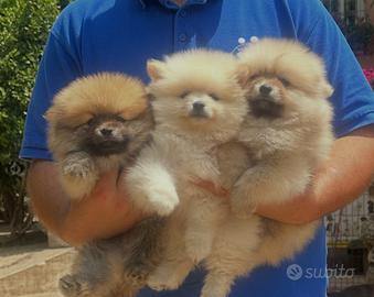 Spitz pomerania