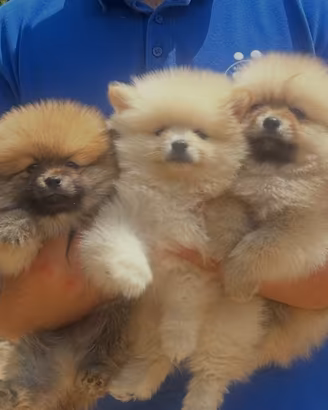 Spitz pomerania