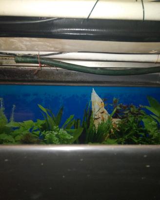 acquario 