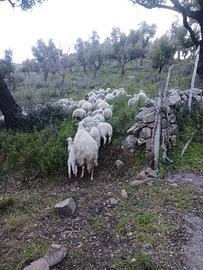 Agnelli incrocio il de france