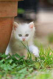 Gattina