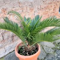 cycas con vaso 