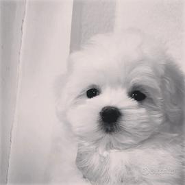 Piccoli batuffoli maltesini