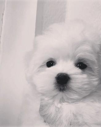 Piccoli batuffoli maltesini