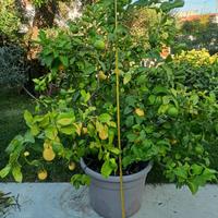 pianta limone
