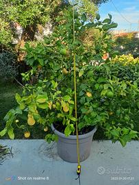 pianta limone