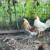 Gallo araucana