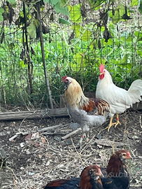 Gallo araucana