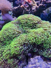 Coralli acquario marino
