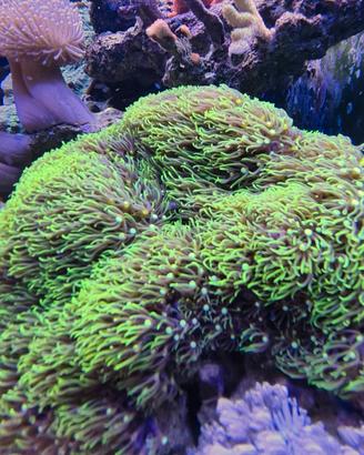 Coralli acquario marino