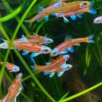 Piccoli pesci da esterno MEDAKA NOTROPIS ed altri