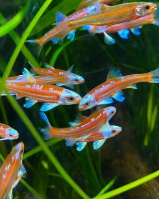 Piccoli pesci da esterno MEDAKA NOTROPIS ed altri