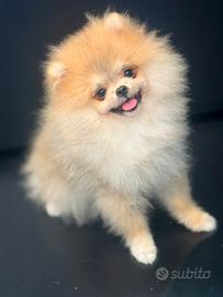 Spitz di pomerania mini toy