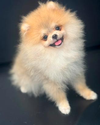 Spitz di pomerania mini toy