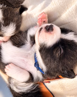 Cuccioli di Welsh corgi cardigan