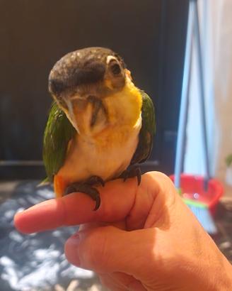 Pullo di caicco testa nera