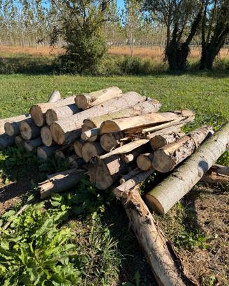 Legna secca di pioppo