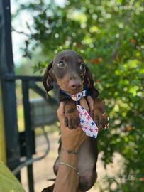 Cucciolo di bassotto nano chocolate