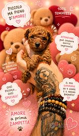 Cucciola barboncino toy