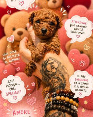 Cucciola barboncino toy