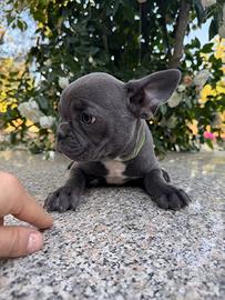 Bulldog francese
