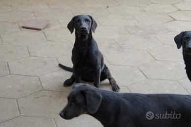 Due labrador cucciole