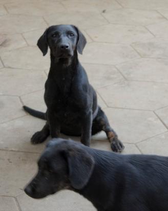 Due labrador cucciole
