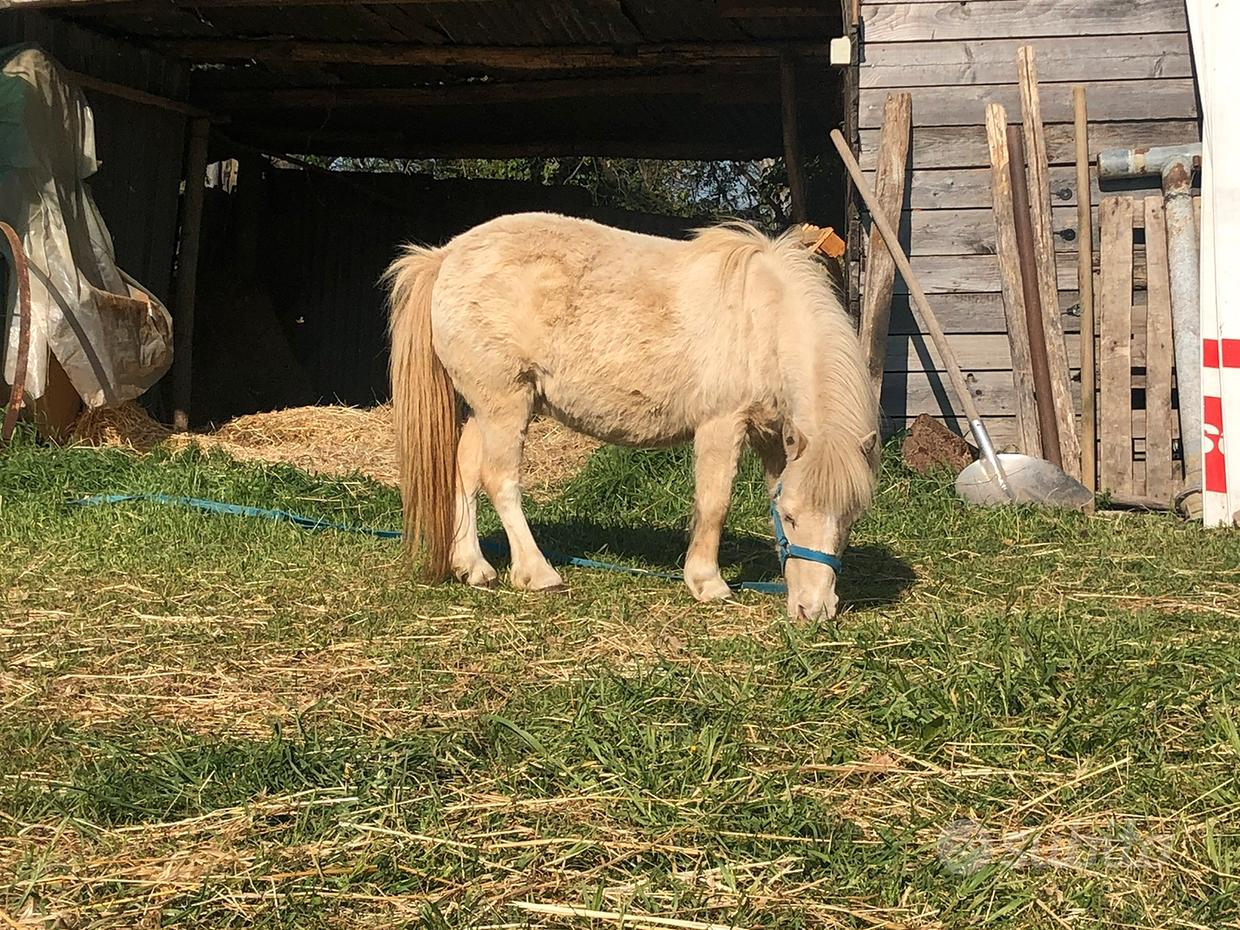 Falabella - Regalo e vendita animali 