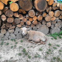 Coppia Femmina e Maschio Pecora Nana Ouessant