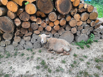 Coppia Femmina e Maschio Pecora Nana Ouessant