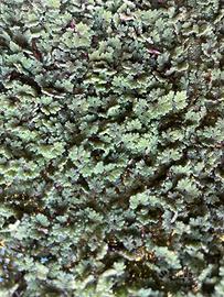 Piante per laghetto/acquario