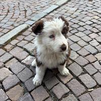 Cucciolo di border collie