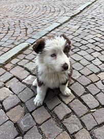 Cucciolo di border collie