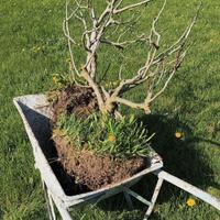 fico nano già produttivo 