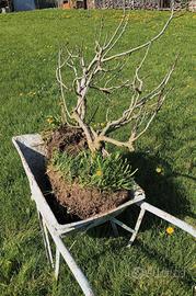 fico nano già produttivo 