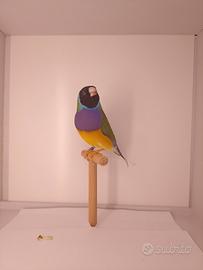 Diamanti di Gould in purezza maschi 2026