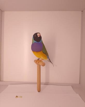 Diamanti di Gould in purezza maschi 2026