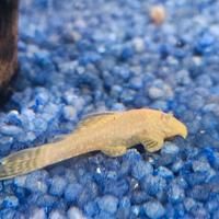 Pulitori da vetro ancistrus