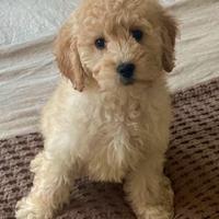 Cucciolo barboncino toy