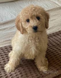 Cucciolo barboncino toy