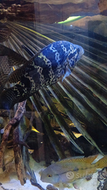 Ciclidi sudamericani